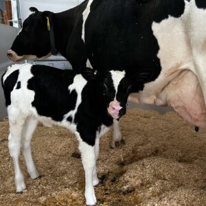 Holstein cow and calf (photo by Katie Callero)