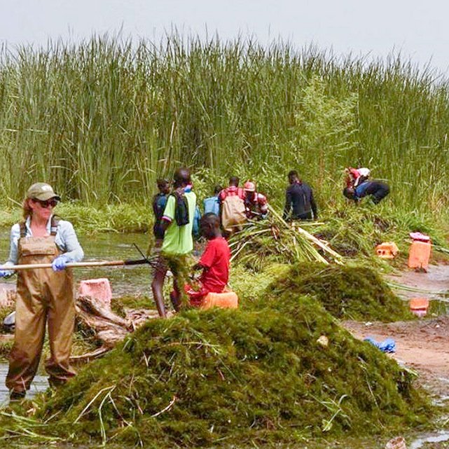 Researchers and community members gather ceratophyllum demersum from a water access point in northern Senegal.