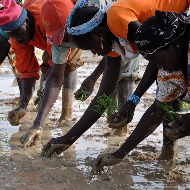 African women sowing rice seeds