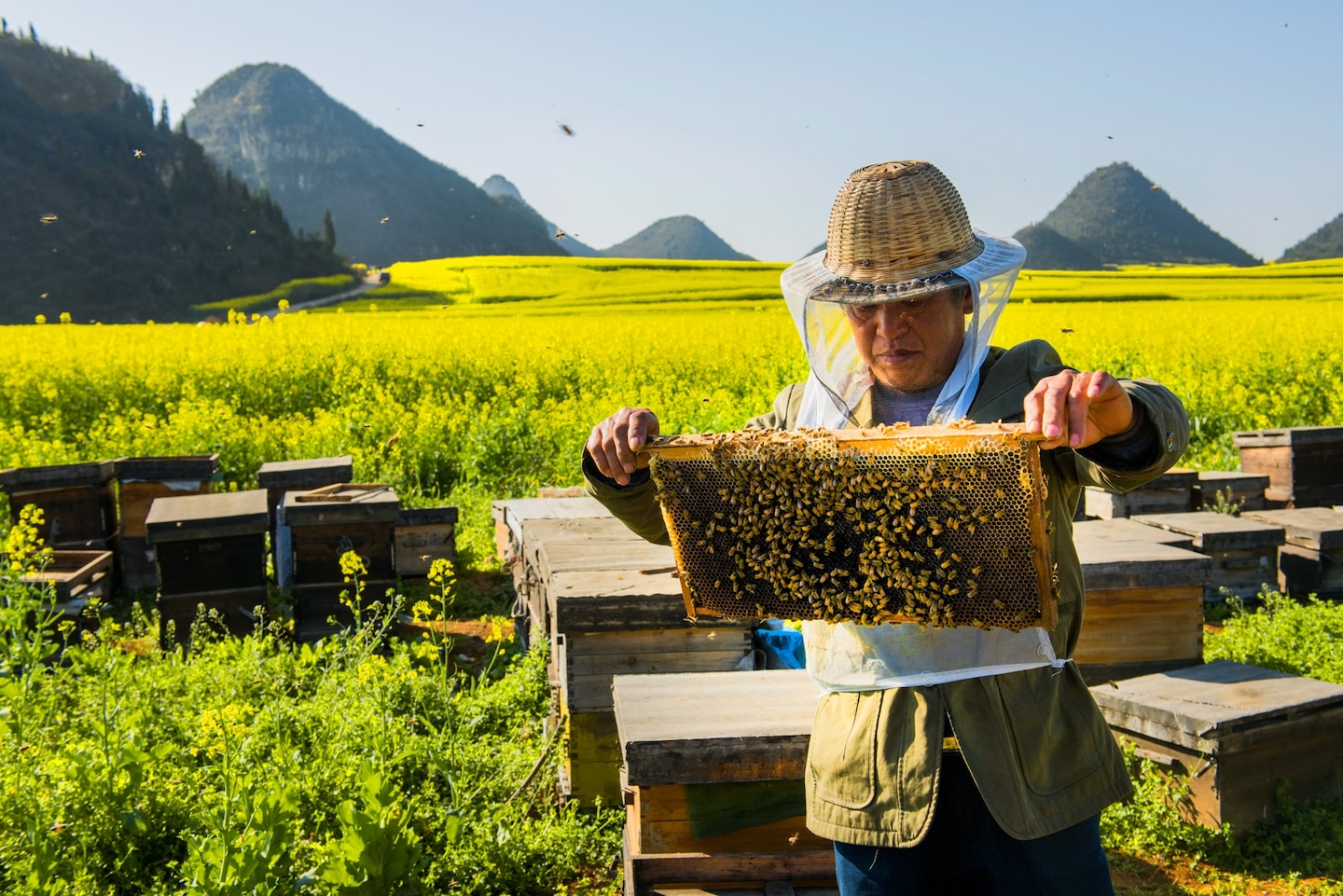 A beekeeper checks his hive in the Luoping region of Yunnan, China. Local honey does have antimicrobial potential, experts say, but it's unlikely the pollen in the syrup would help with seasonal allergies. Photograph by Stanislas Fautre, Figarophoto/Redux