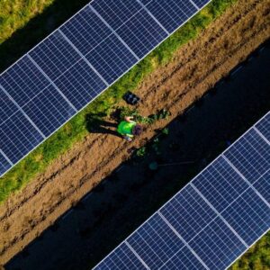 Cornell graduate student Dana Russell plants strawberries in early September at a commercial solar farm in Ravena, New York.