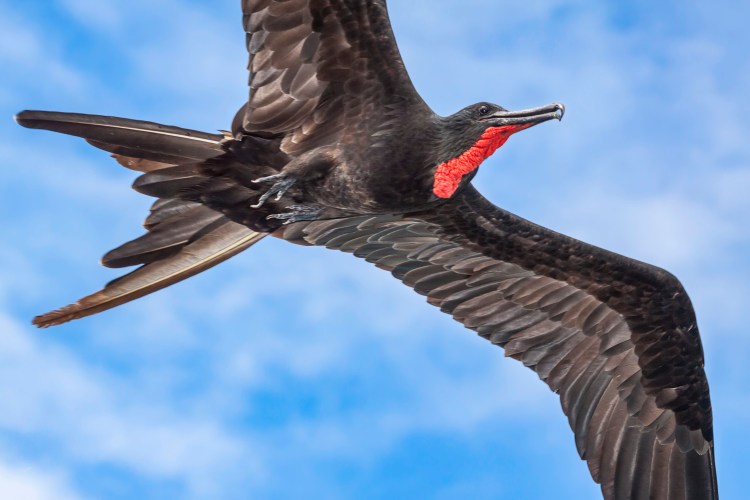 A magnificent frigatebird. Dave Fleetham/Design Pics Editorial/Universal Images Group via Getty Images