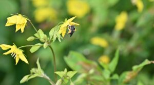 Macropis Nuda, Oil Bee - provided by Bryan Danforth