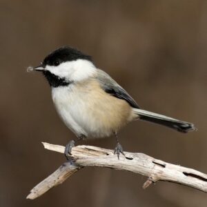 Black-capped chickadee