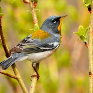 Northern Parula songbird