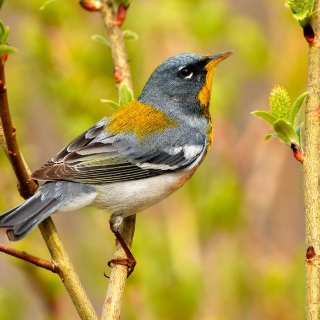 Northern Parula songbird