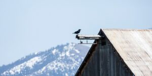 Black bird perched on the roof of an old barn (iStock)