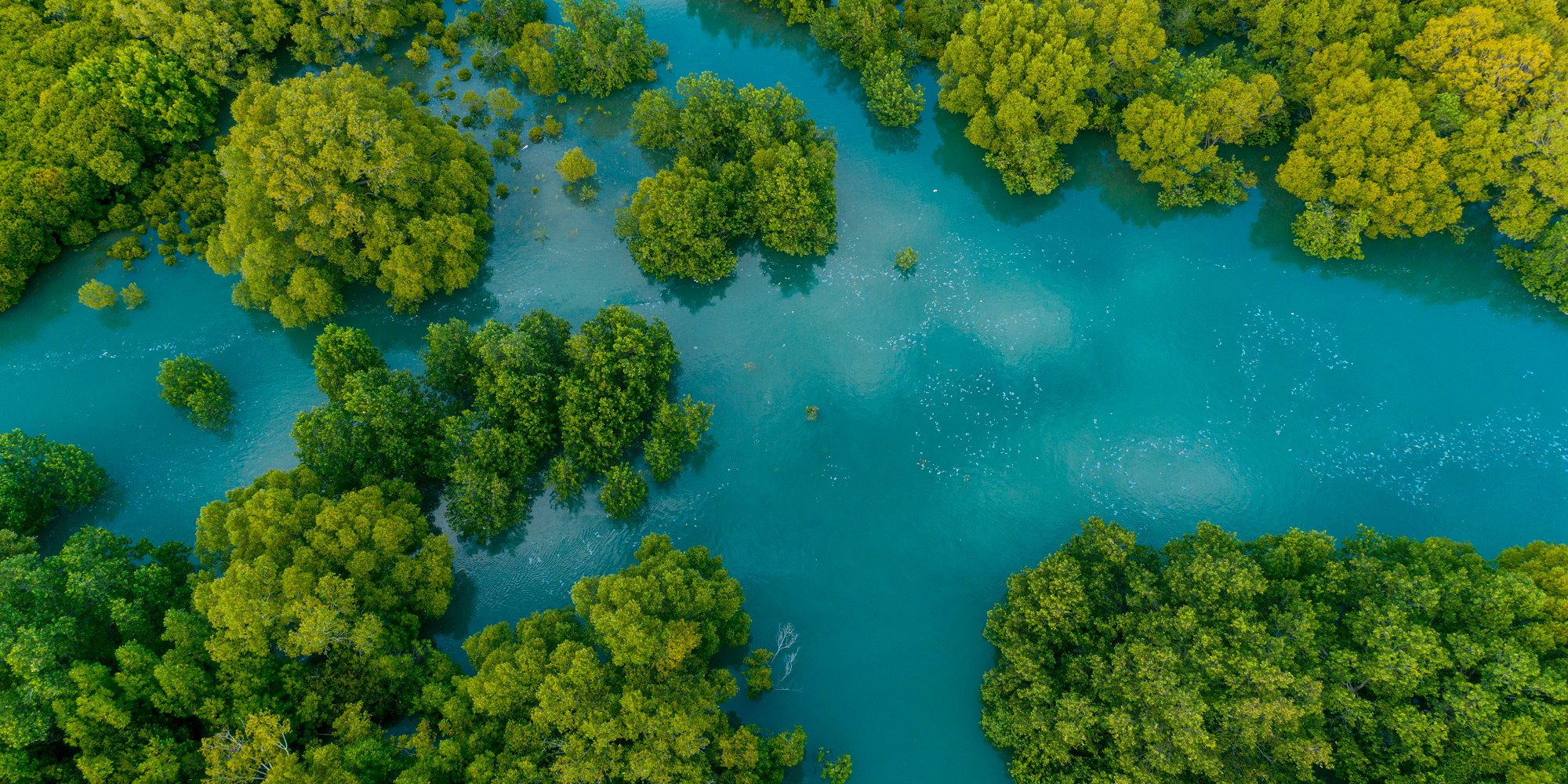 aerial view of mangrove swamps near Dar es Salaam, Tanzania