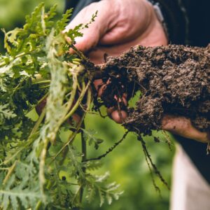 Hands holding plant roots covered in soil