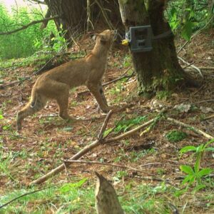 A bobcat sniffs a trail camera mounted by Cornell researchers, in collaboration with New York state.