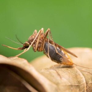 Anopheles gambiae mosquitoes can carry malaria