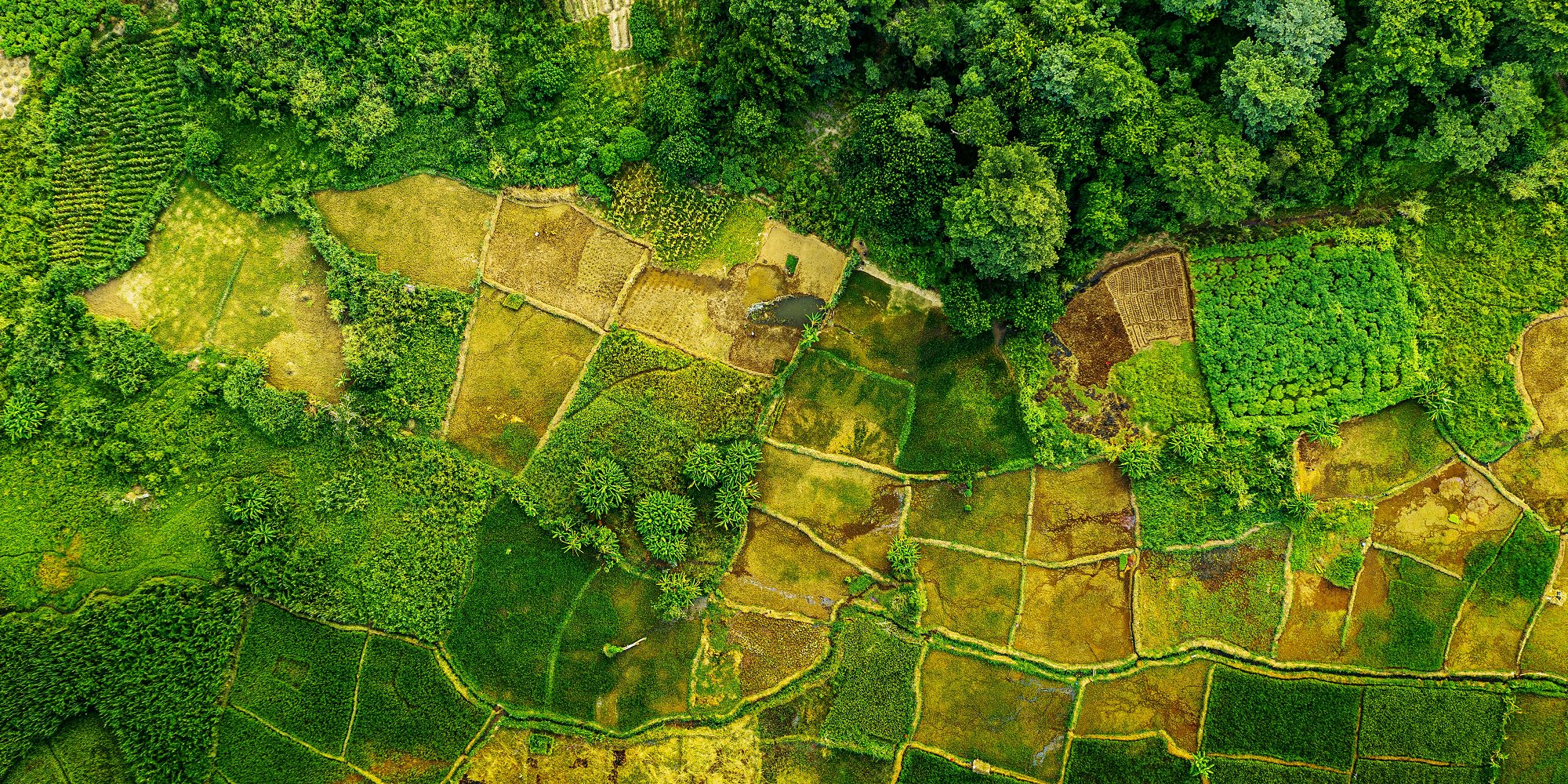 Aerial photo of forests and fields in Malawi, Africa