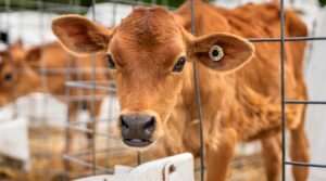 A young calf is one of many studied at the Cornell University Ruminant Center, which contributed data to the RuFaS tool.