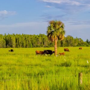 Cattle grazing in Florida near egrets