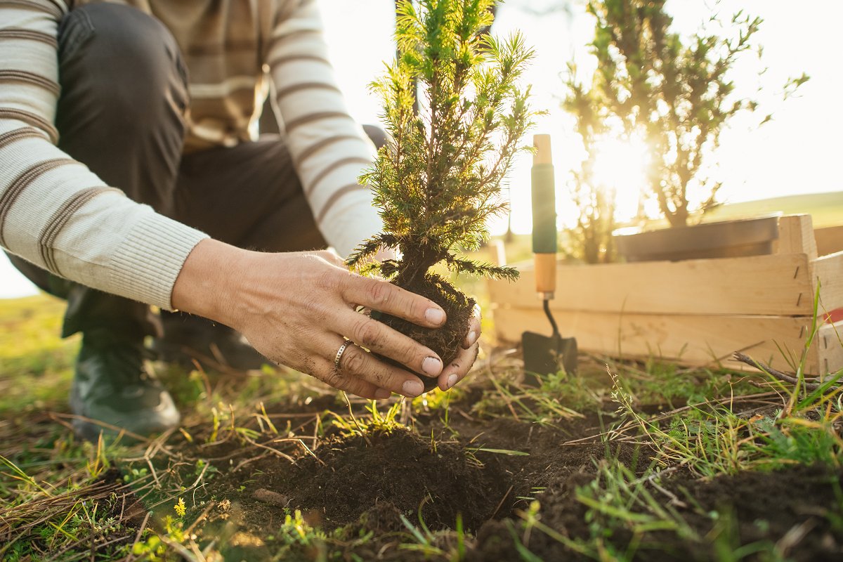 Hands shown planting a tree (iStock)