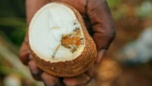 Cassava fruit