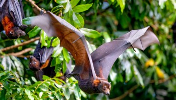 Bat flying