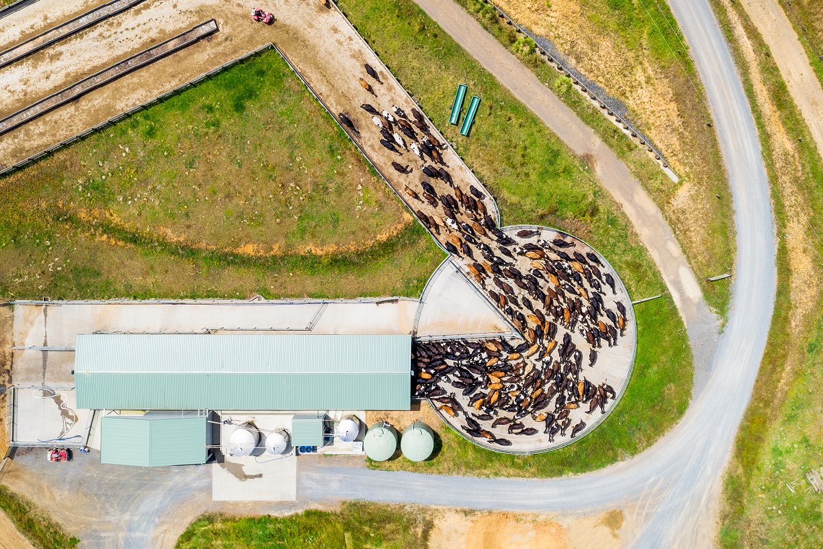 An aerial view showing a herd of dairy cows entering a cowshed for milking on a farm (iStock)