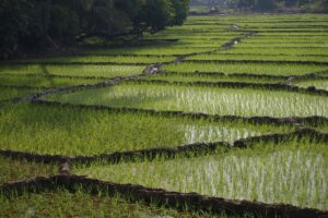 Rice Paddy Field in Angonda, Goa, India
