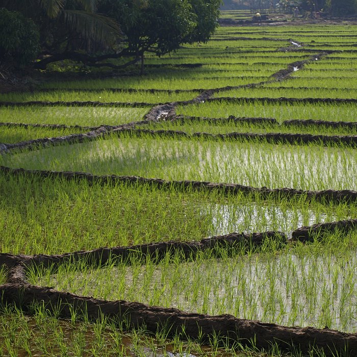 Rice Paddy Field in Angonda, Goa, India