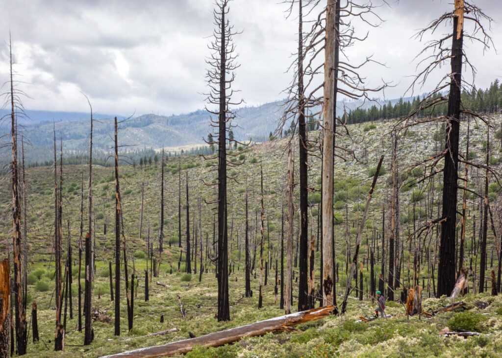Burned forest landscape by Jean Hall.