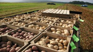 Potato varieties from Walter De Jong's breeding program at Cornell AES' Campus Area Farms. Photo: provided