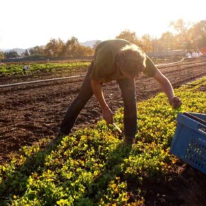Small-scale California farmer harvests mixed salad greens