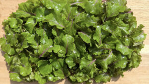 Unicorn kale, with lineage that traces back to a golden collard line crossed with a red leaf curly kale line, can be grown as full-size kale or micro-kale, shown here.