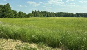 A field with a tree border. Photo by Karolyn Auer.
