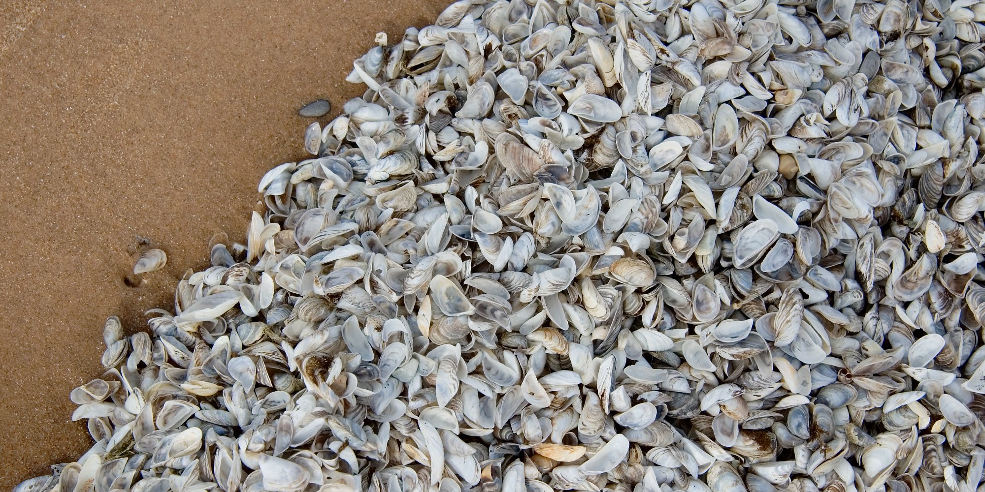 Zebra Mussels on the shore of Lake Michigan (iStock)