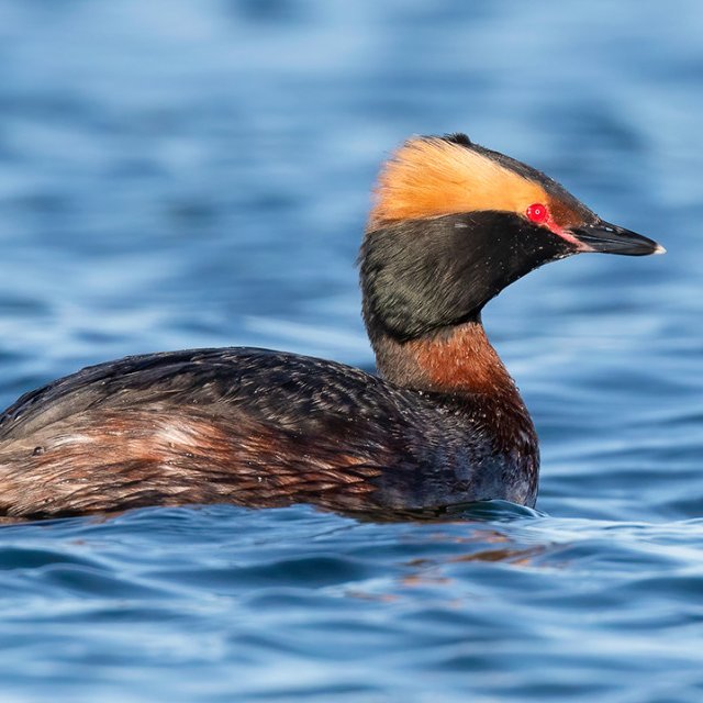 Horned Grebe (Credit: Cesar Ponce/Cornell Lab of Ornithology)