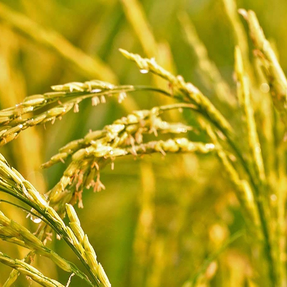 Stalks of wheat