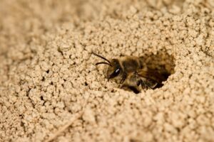 Colletes inaequalis ground nesting plasterer bee (provided by Bryan Danforth)
