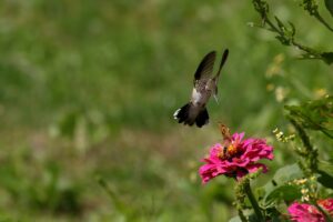 A hummingbird swoops toward a zinnia flower already occupied with a fiery skipper butterfly and a bee. (iStock)