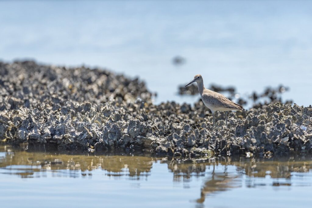 Willet walking on oyster bed in Florida (iStock)