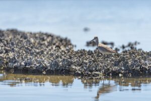 Willet walking on oyster bed in Florida (iStock)