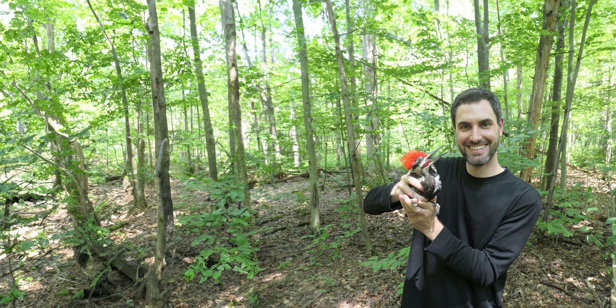 Cornell Atkinson Postdoc Andrew Stillman, holds a pileated woodpecker while conducting research in New York