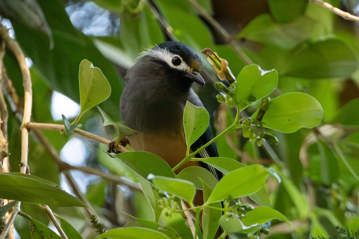 A white-eared sibia visits a lipstick vine with yellow-green flowers, known as Aeschynanthus acuminatus, in central Taiwan. (Jing-Yi Lu)