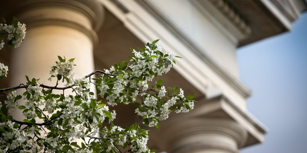 Trees in bloom outside campus building in spring