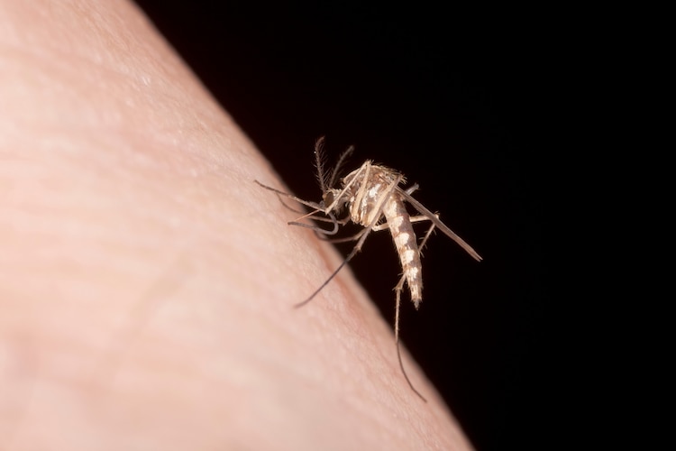 Mosquito on human skin