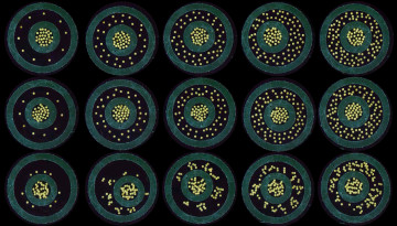 photograph of microbots