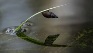 Snail climbing a plant stem in the water