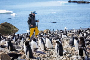 Dr. Amandine Gamble walking amongst a colony of penguins in the Falklands. Photo: Simon Ager.
