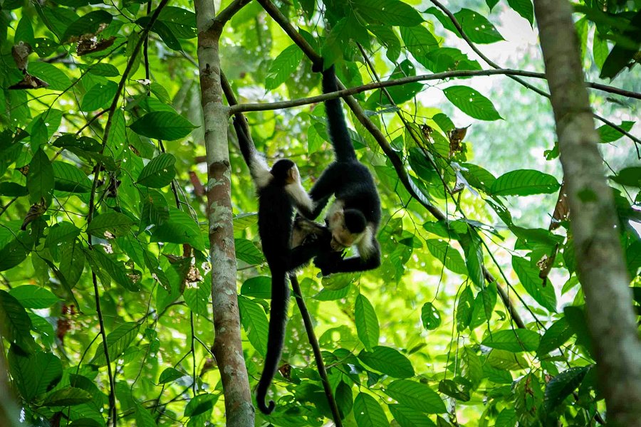 Monkeys hanging from a branch (UnSplash)