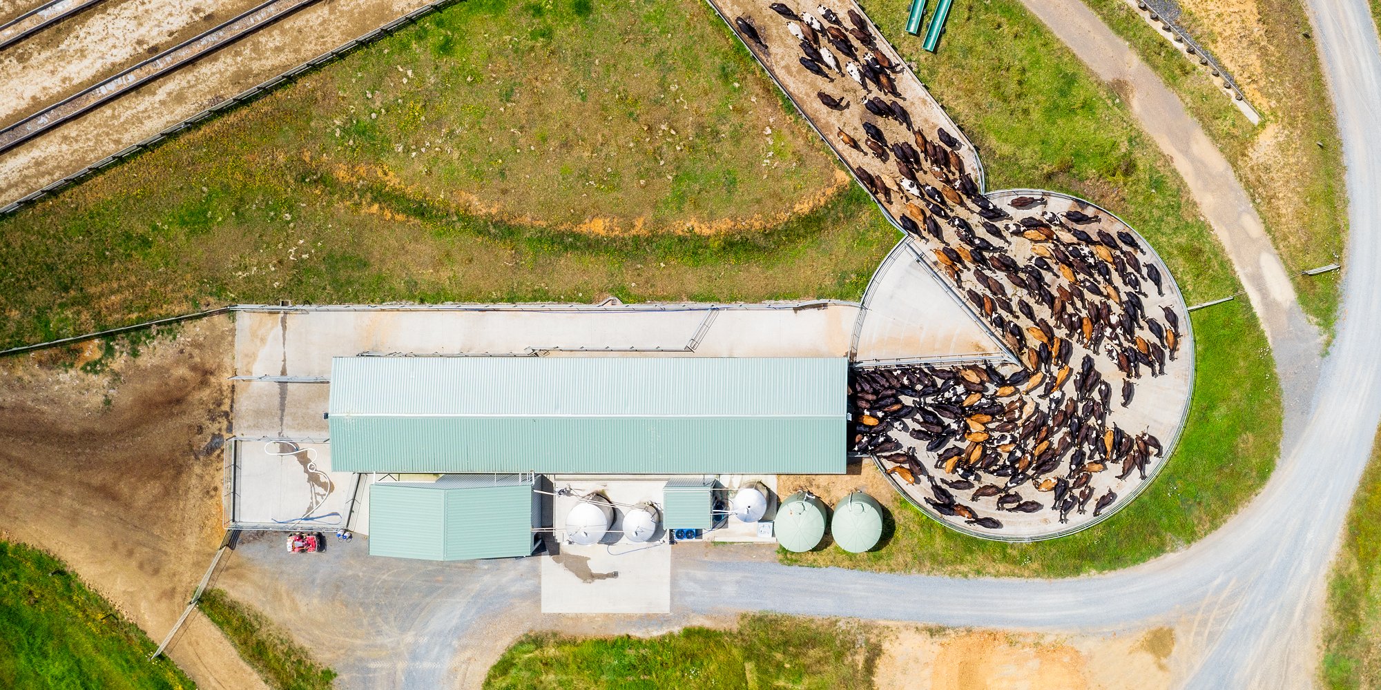 An aerial view showing a herd of dairy cows entering a cowshed for milking on a farm (iStock)