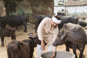 Farmer feeding cattle in India