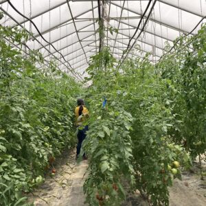 Tomatoes growing in a greenhouse