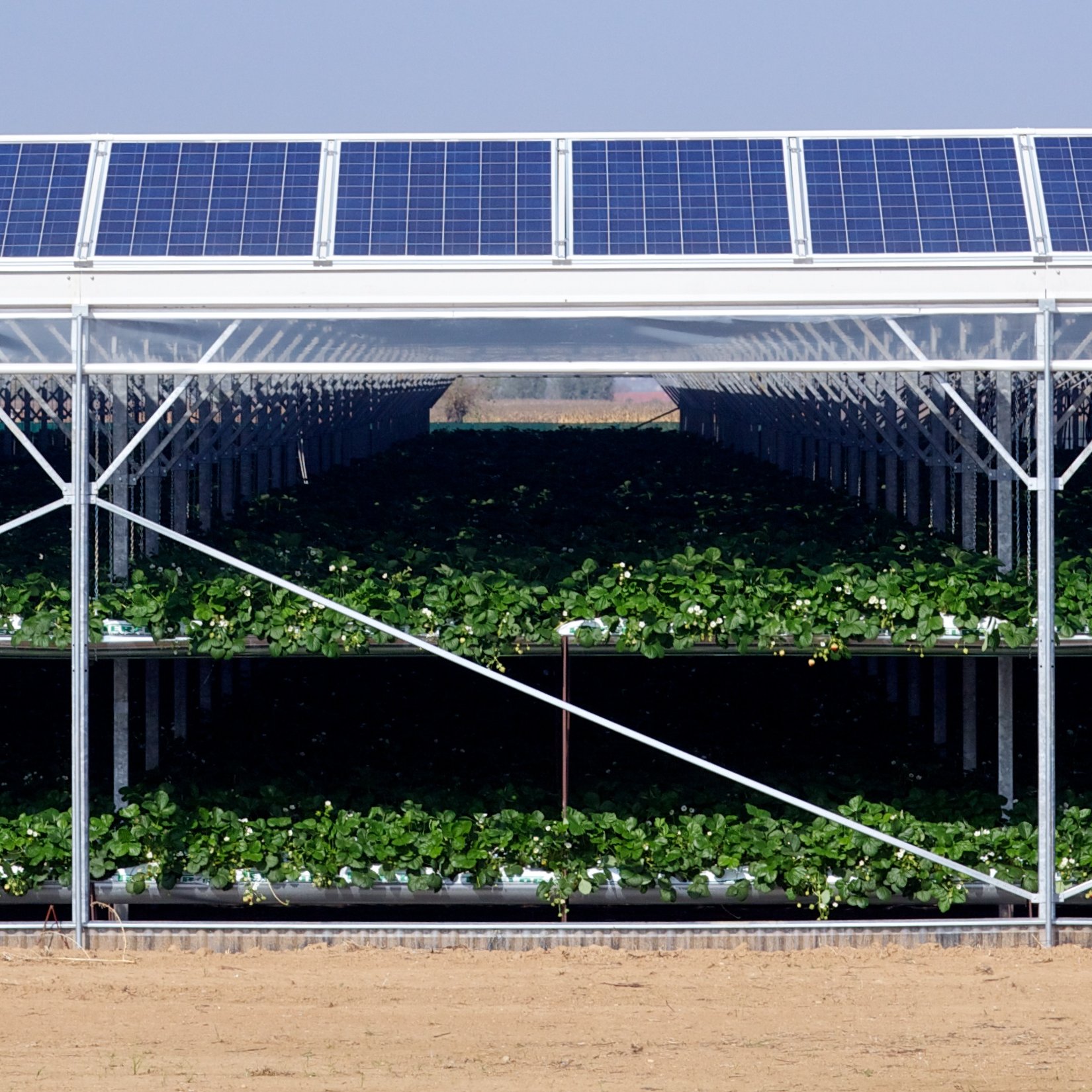 Strawberries grown beneath the shade of solar panels