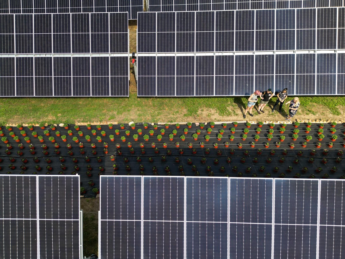 Aerial photo of flowers planted between solar panels on Remelt farm