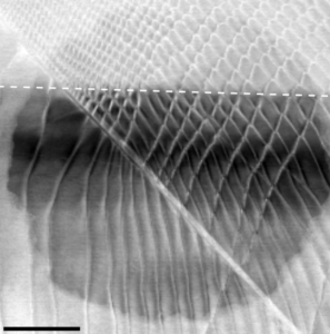 Microscopy of molybdenum disulfide showing how controlled strain applied above the dotted line with a patterned thin film generated different moiré geometries across the material. Above the dotted line, biaxial strain generated distorted hexagonal patterns, while uniaxial strain below the line formed stripe-like domains, resulting in localized electric polarization. (Cha Research Group/Provided)